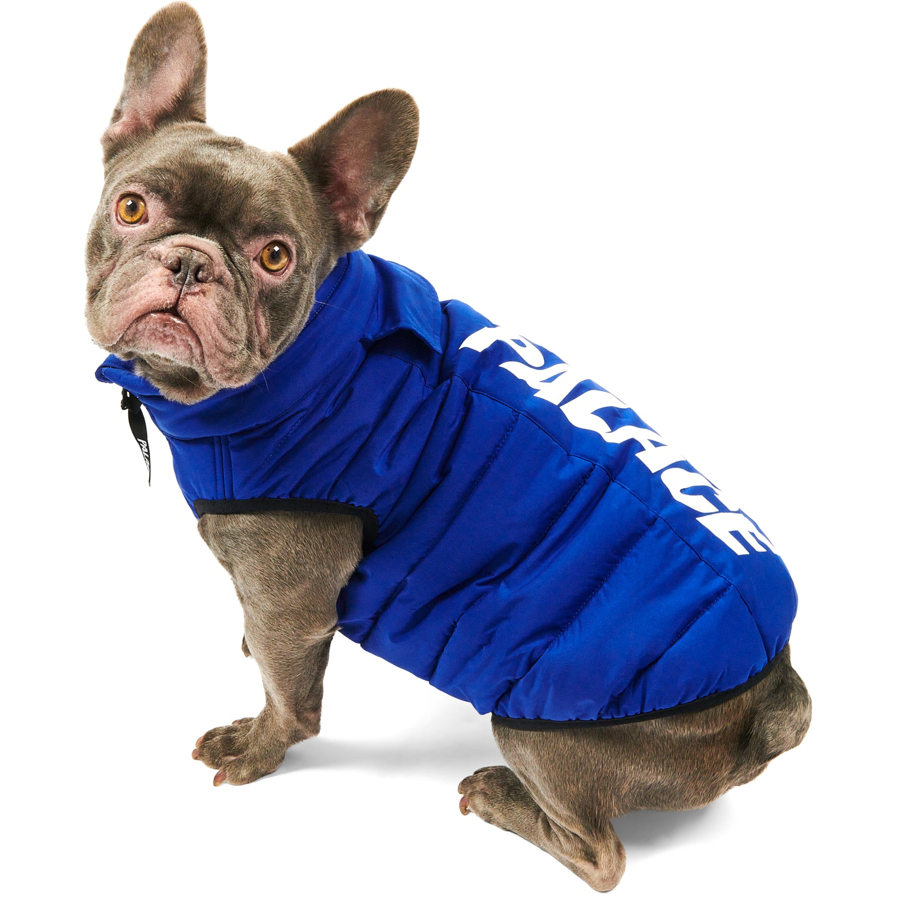 Thumbnail DOG PUFFA BLUE one color